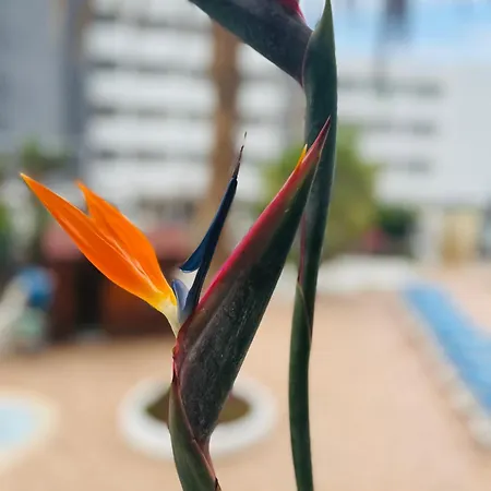 Апартаменты Blue Ocean Costa Adeje Плая-де-лас-Америкас